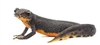 hornswattle's avatar