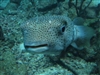 DeflatedPufferfish's avatar
