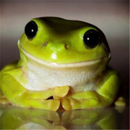 Amphibious Guardian Image