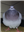 InsertSleeps's avatar