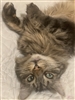 Lululavender's avatar