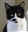 Catsforever's avatar