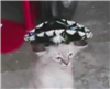 GreyGreatLord's avatar