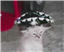 GreyGreatLord's avatar