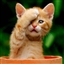 LauraConQueso's avatar