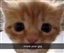 Guava_the_Toucan's avatar