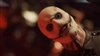 BobsonDugnutVIII's avatar