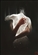 Afriendlywolff's avatar