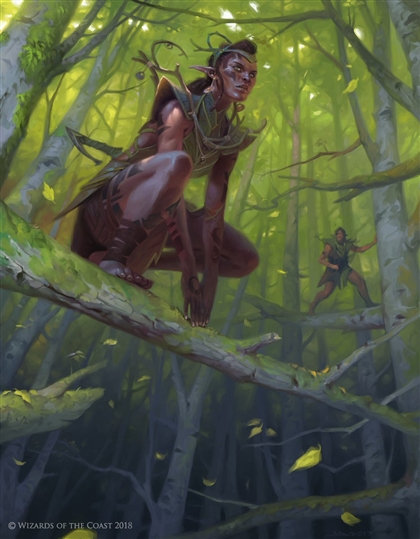 Way Of The Living Forest Image