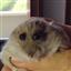 ringedgenesis's avatar