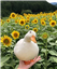 Salty_Melon's avatar