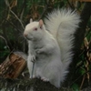 dostovie's avatar