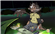 Sakura_ghosts's avatar