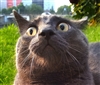 nonathaj's avatar