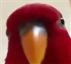 MrCardinal's avatar