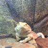BeardedragonboiDnD's avatar