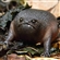 SnobbleGobble's avatar