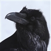 DMJimmyRaven's avatar