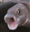 DogAreCool's avatar