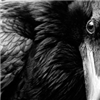 RedstringRaven's avatar
