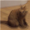 cvald's avatar