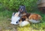 Silverpilens_Fox's avatar