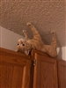 cookieffect's avatar