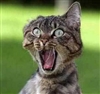 RoHa_NL's avatar