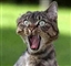 RoHa_NL's avatar
