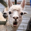 AHungryAlapca's avatar