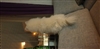 Legend_Of_Silvra's avatar