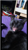 Pulksmash's avatar