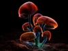 DeathCap24's avatar