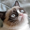 GrumpyJay6657's avatar
