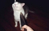 C_the_Nerd's avatar