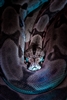 leopardsnake's avatar
