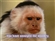 Northern_Gyr's avatar