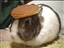 SubmergedMango's avatar