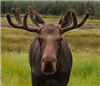 DruidMoose's avatar