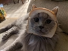 FennecTeal's avatar