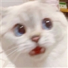 Ginnomme's avatar