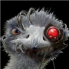 EvilEmuOfDoom's avatar