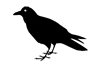 RavenShinigami's avatar