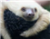 GustisOfTheSlothDomain's avatar