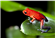 frooog_the_god's avatar