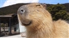 Dovahking1's avatar