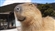 Dovahking1's avatar