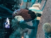 UrsusArctusArctus's avatar