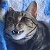 Ruzgob25's avatar