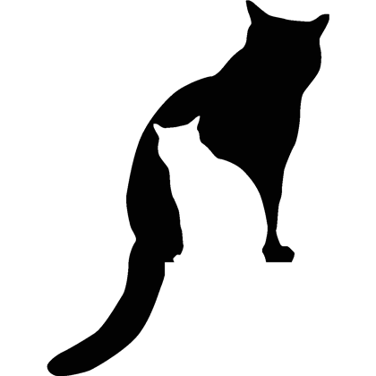 Black Cat Image